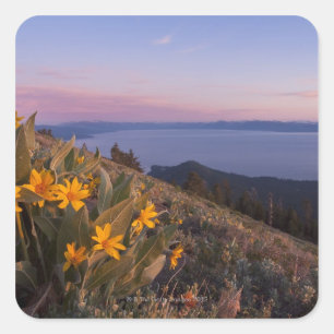 Yellow Mules Ear Flowers at Sunset Square Sticker