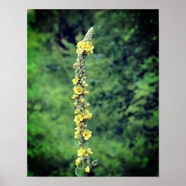 Yellow Mullein Wildflower  Poster (Front)
