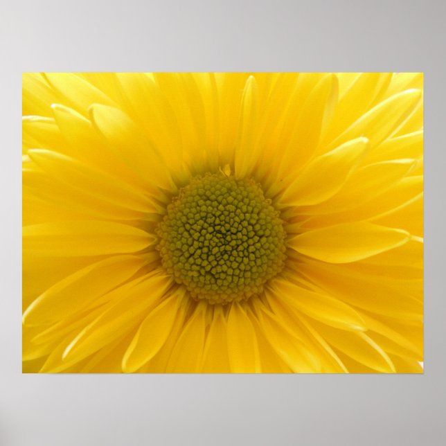 Yellow Mum Poster (Front)