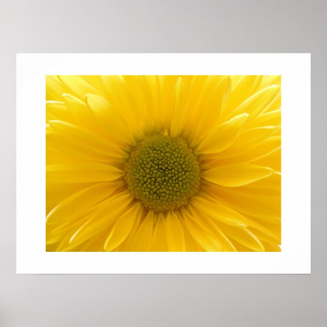 Yellow Mum Poster (Front)