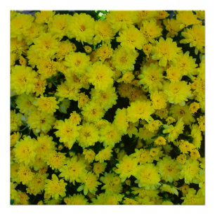 Yellow Mums Flower Perfect Poster