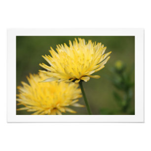 Yellow Mums Photo Print