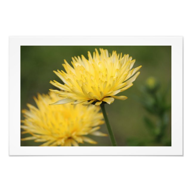 Yellow Mums Photo Print (Front)