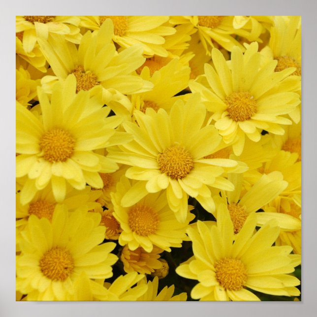 Yellow Mums Photo Print (Front)