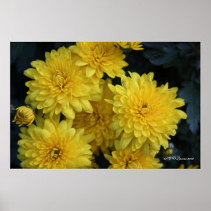 Yellow Mums Poster