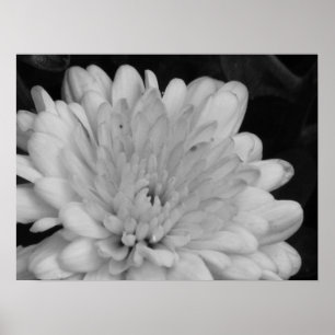 Yellow Mums Poster