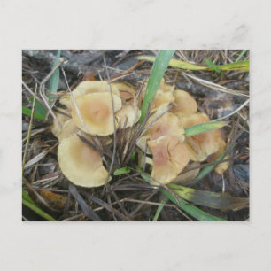 Yellow Mushroom OBX Postcard
