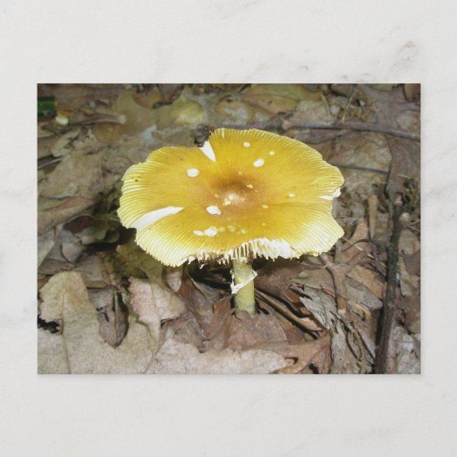 Yellow Mushroom Postcard #2 (Front)