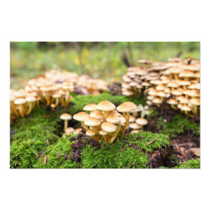 Yellow mushrooms in the autumn forest. photo print