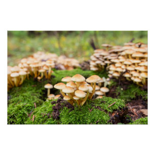 Yellow mushrooms in the autumn forest. poster