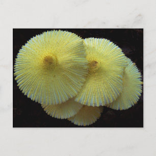 Yellow Mushrooms postcard