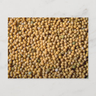 Yellow mustard seeds postcard