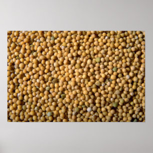 Yellow mustard seeds poster