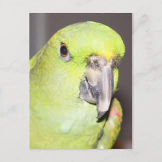 Yellow-Naped Amazon Parrot (Close Up) Postcard