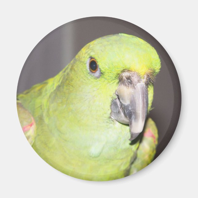 Yellow-Naped Amazon Parrot Magnet (Front)