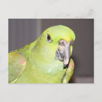 Yellow-Naped Amazon Parrot Postcard