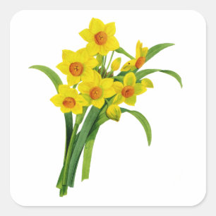 Yellow Narcissus by Pierre Joseph Redoute Square Sticker