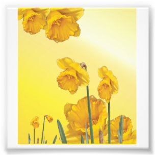 Yellow Narcissus Daffodil Photo Print