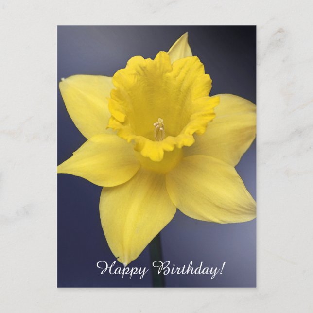 Yellow Narcissus Flower Floral watercolor paint Postcard (Front)
