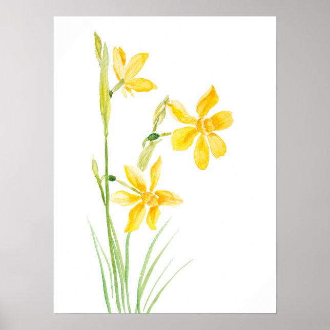 yellow narcissus watercolor painting  poster (Front)