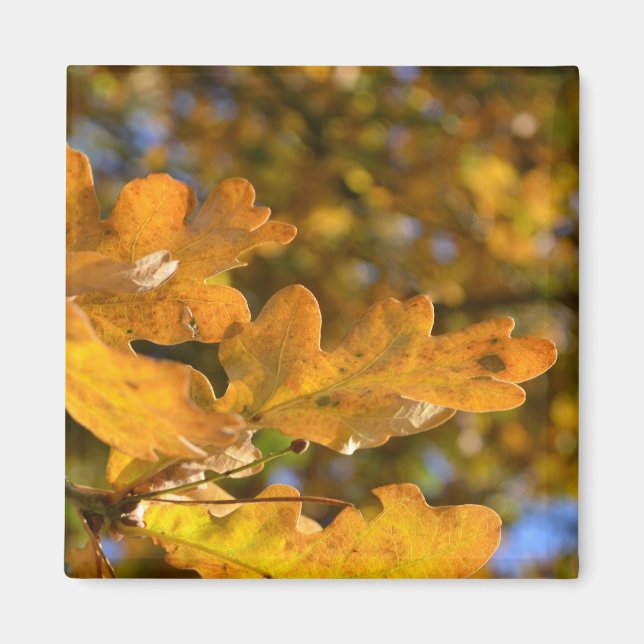 Yellow Oak Leaves Magnet (Front)