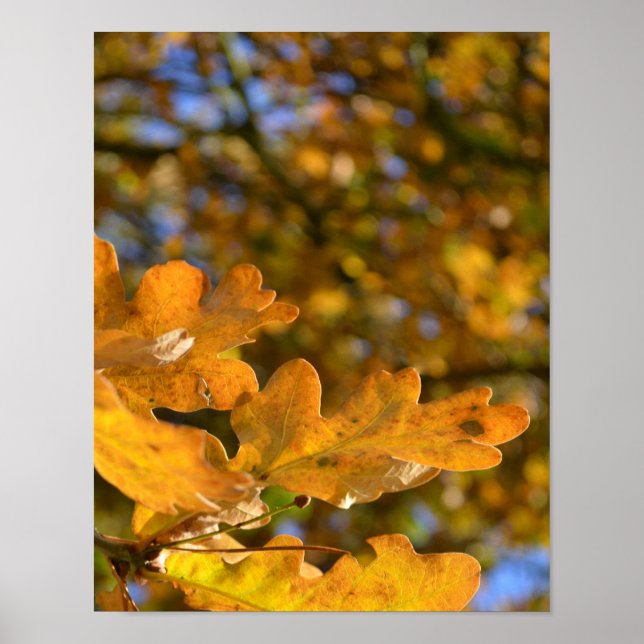 Yellow Oak Leaves Poster (Front)