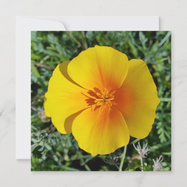 yellow of autumn (Front)