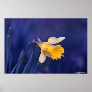 Yellow on Blue Poster