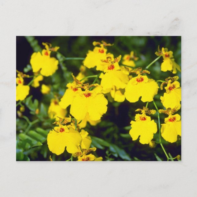 yellow Oncidium flowers Postcard (Front)