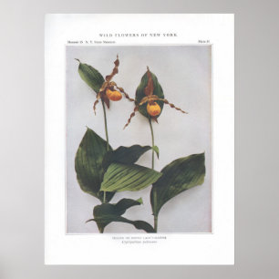 Yellow or Downy Lady's-Slipper Poster