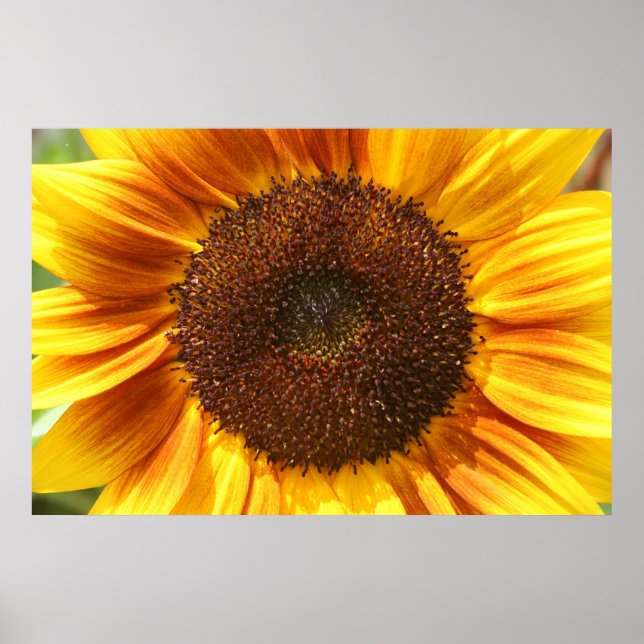 Yellow, Orange, and Brown Sunflower Closeup Poster (Front)