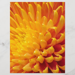 Yellow & Orange Chrysanthemum