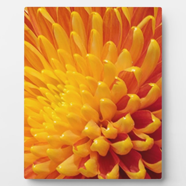 Yellow & Orange Chrysanthemum Plaque (Front)