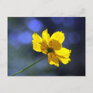 Yellow Orange Coreopsis Postcard