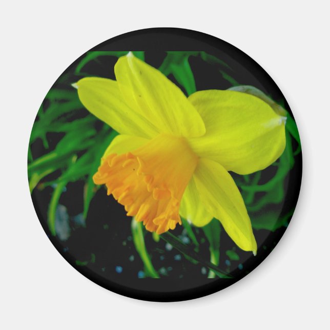 Yellow Orange Daffodil Magnet (Front)