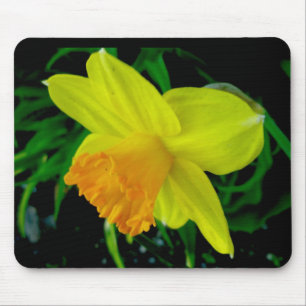 Yellow Orange Daffodil Mousepad