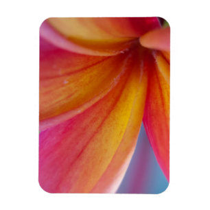 Yellow Orange Deep Pink Tropical Plumeria Flower Magnet