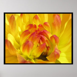 Yellow Orange Flower Poster