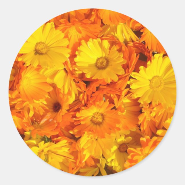 Yellow-orange marigold flowers classic round sticker (Front)