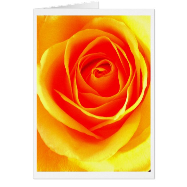 Yellow Orange Rose (Front)