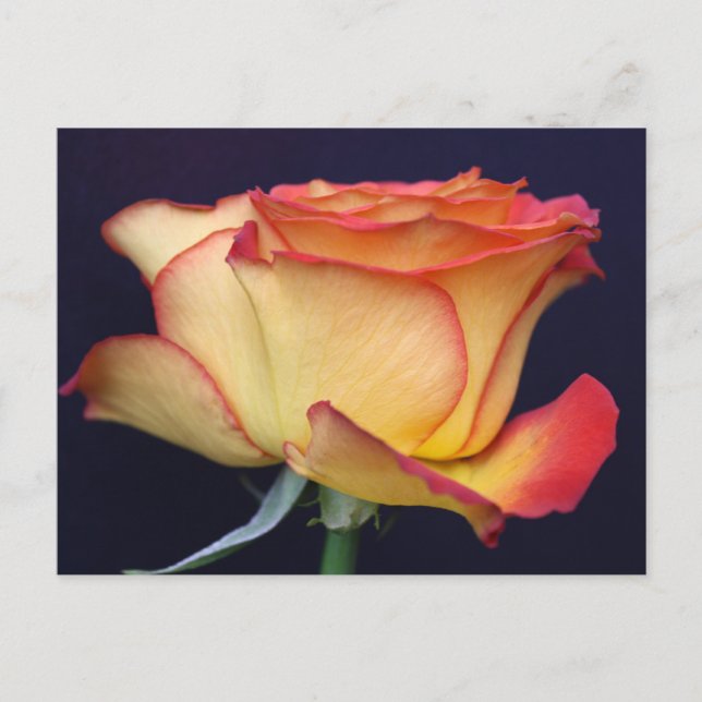 Yellow & Orange rose Postcard (Front)