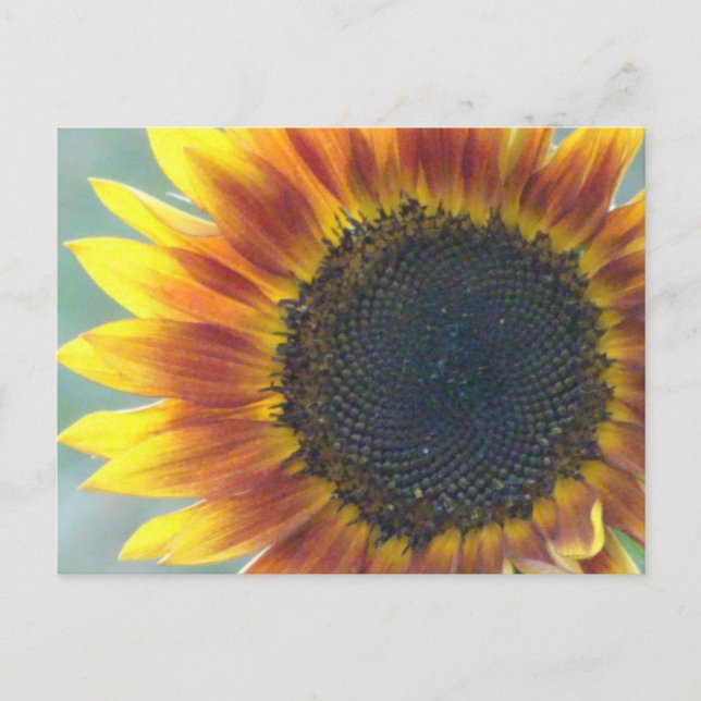 Yellow Orange Sunflower DIY Postcard (Front)