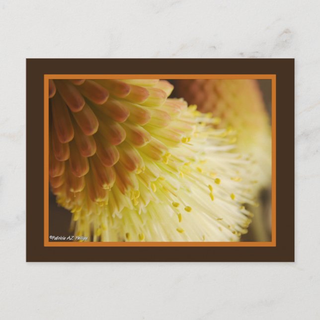 Yellow Orange Torch Lily Flowers Close-Up Photo Postcard (Front)