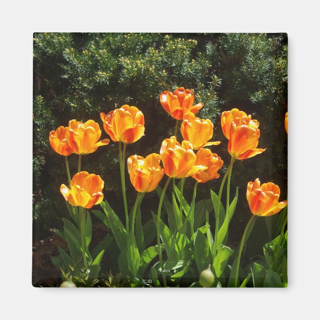 Yellow Orange Tulips magnet (Front)