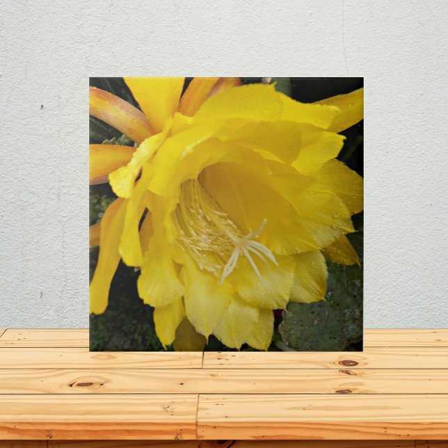 Yellow Orchid Cactus Bloom Floral Ceramic Tile (In Situ)
