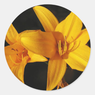 Yellow Orchid Classic Round Sticker