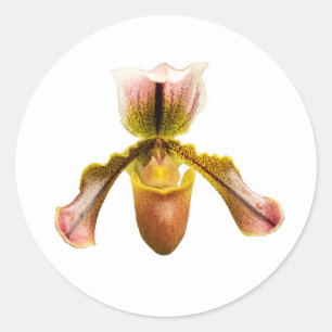 Yellow orchid classic round sticker