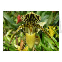 Yellow Orchid Flower Card