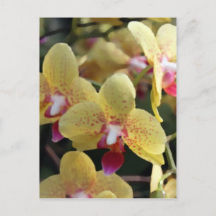 Yellow orchid flowers postcard