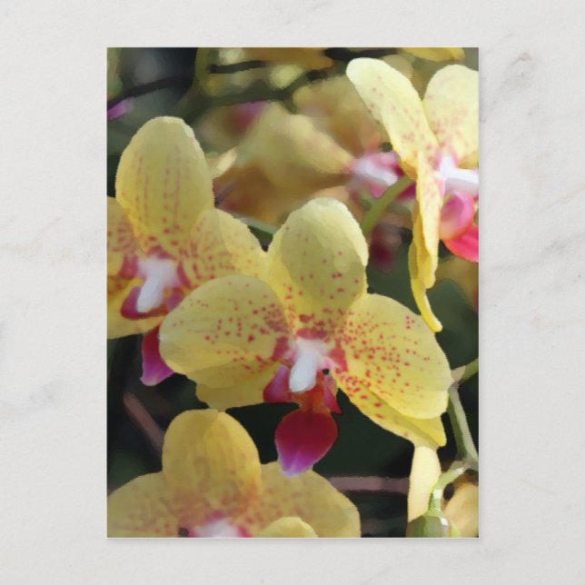 Yellow orchid flowers postcard (Front)